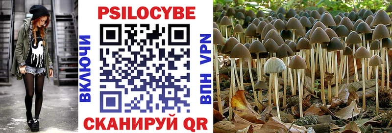 Псилоцибиновые грибы Psilocybine cubensis  Чехов 